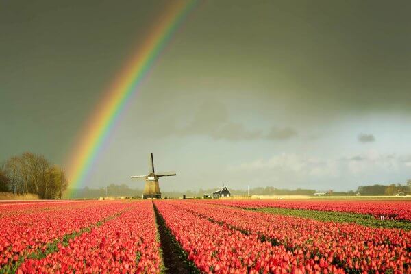Tulip fields outside Amsterdam